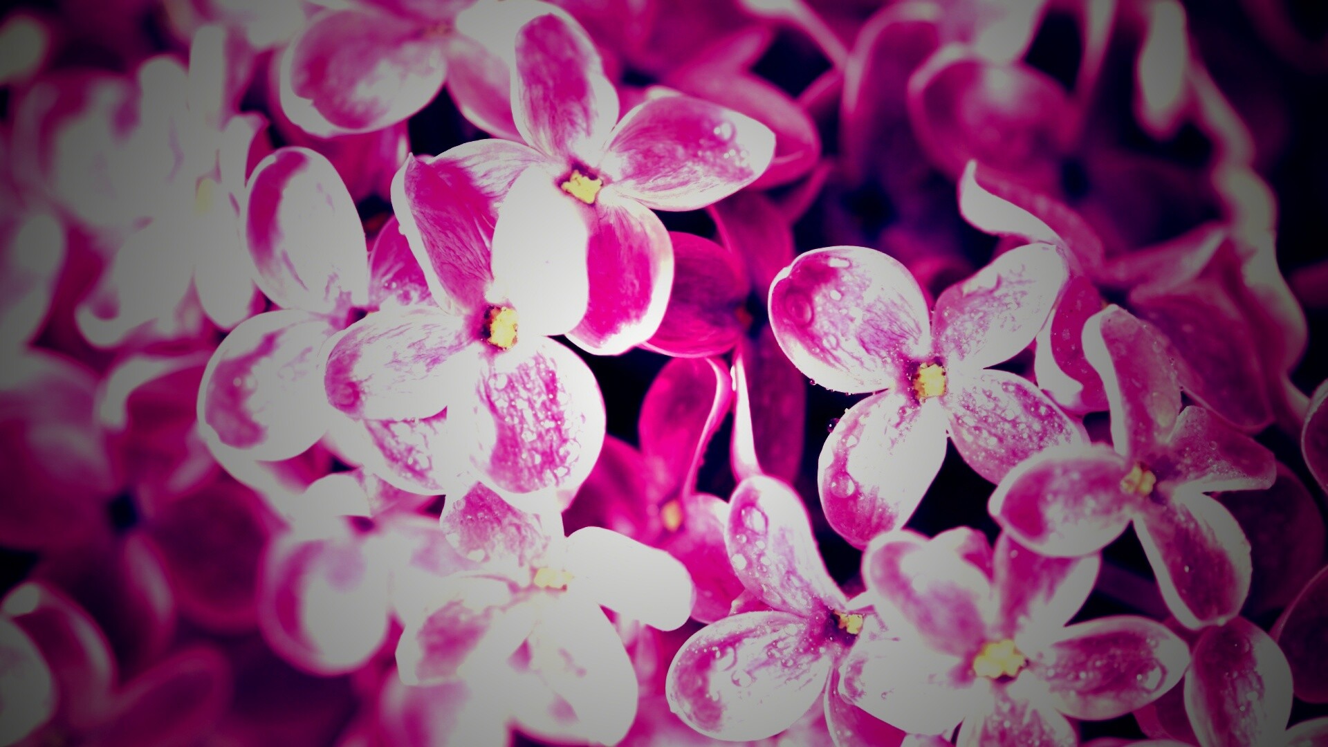 Цветы сирени обои