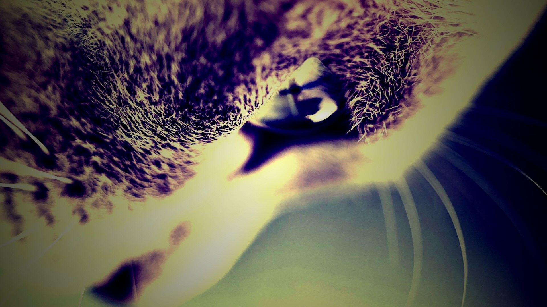 Макро фото мордашки кота обои