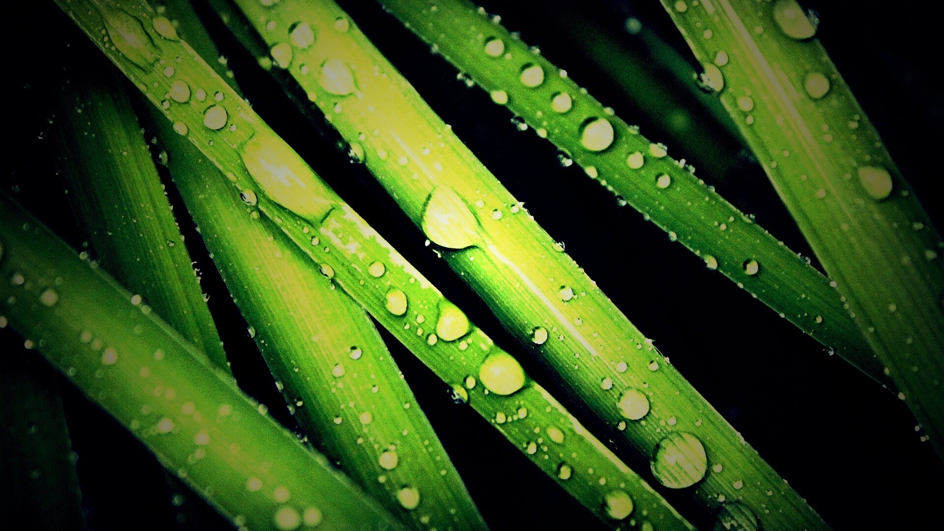 Капли на траве обои