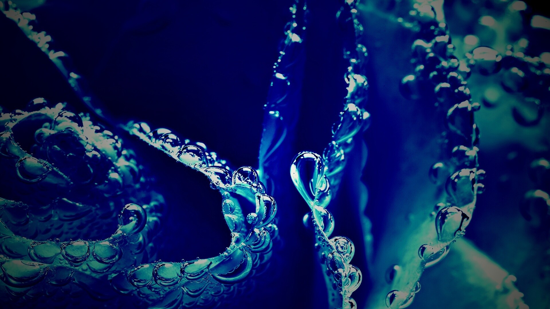 Капельки росы на синих лепестках обои