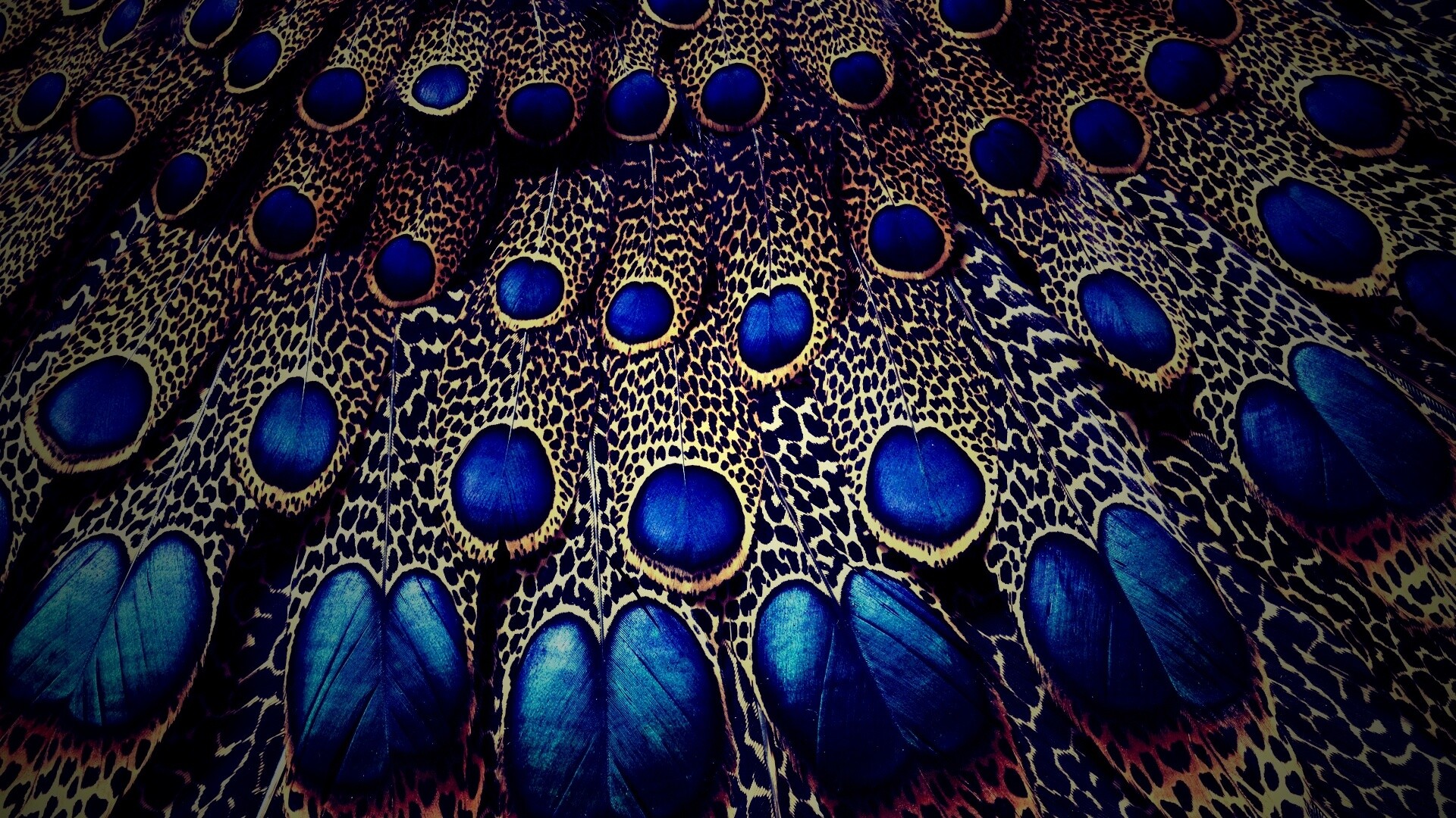 Хвост павлина обои