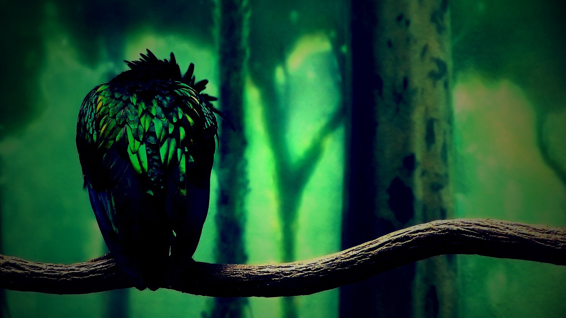 Птица спит на ветке обои