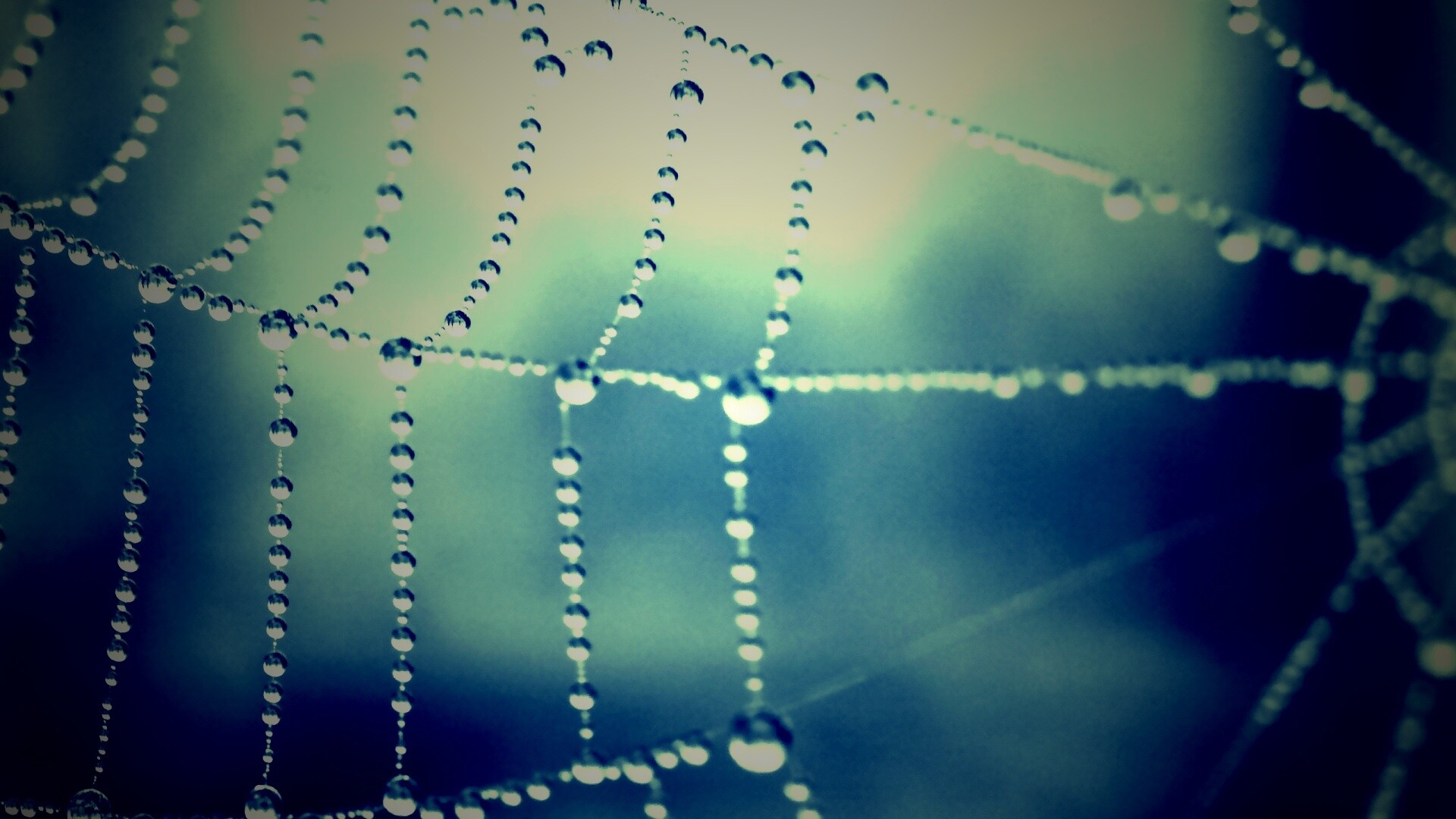 Капли росы на паутине обои