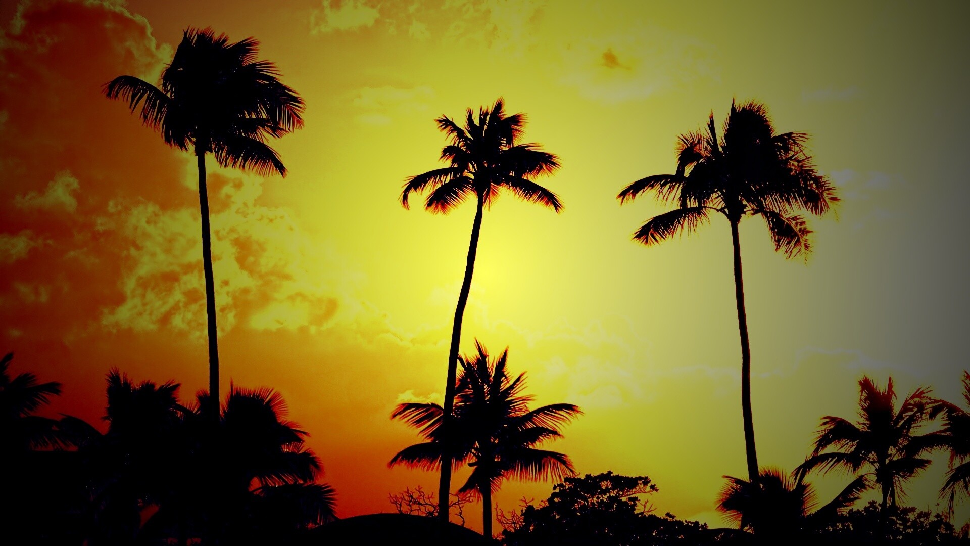 Пальмы на закате обои