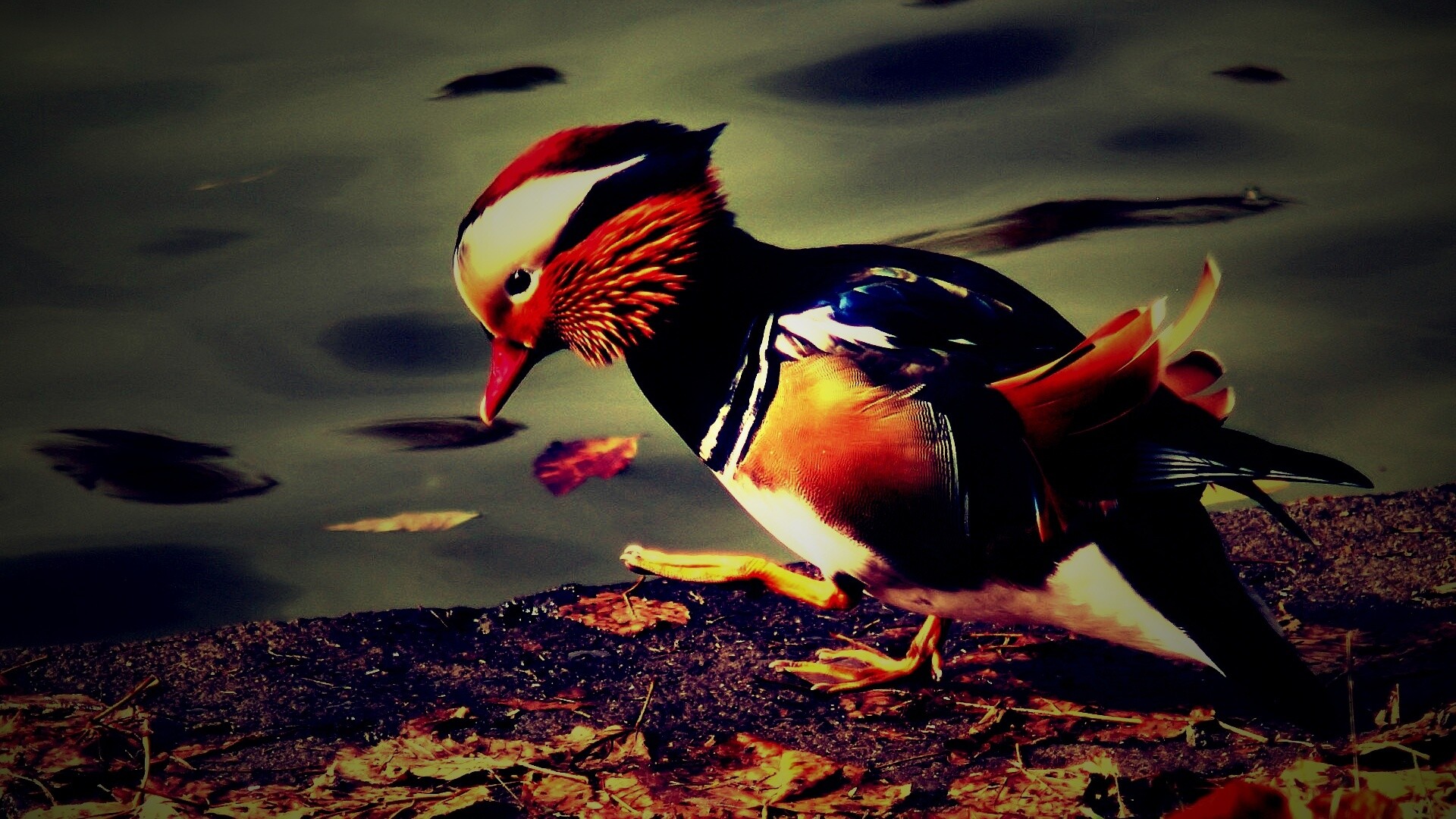 Уточка - мандаринка обои