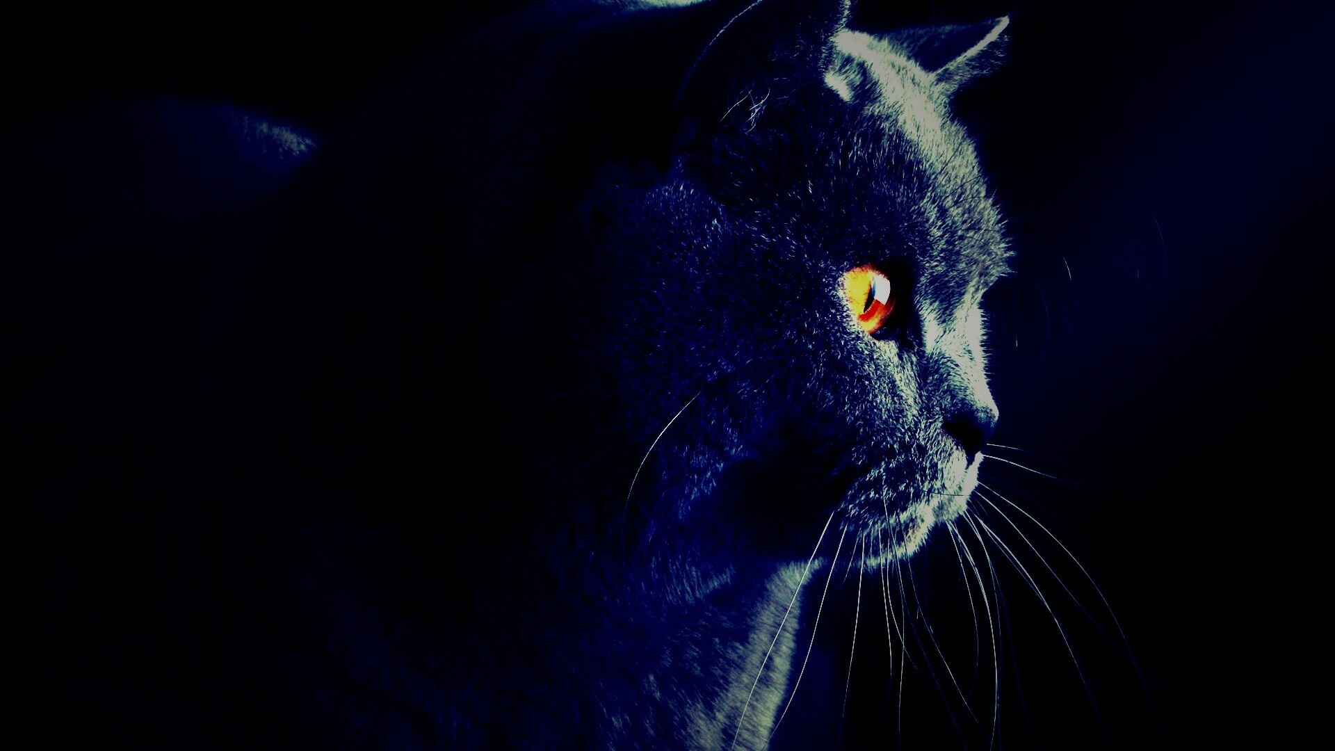 Плюшик  обои