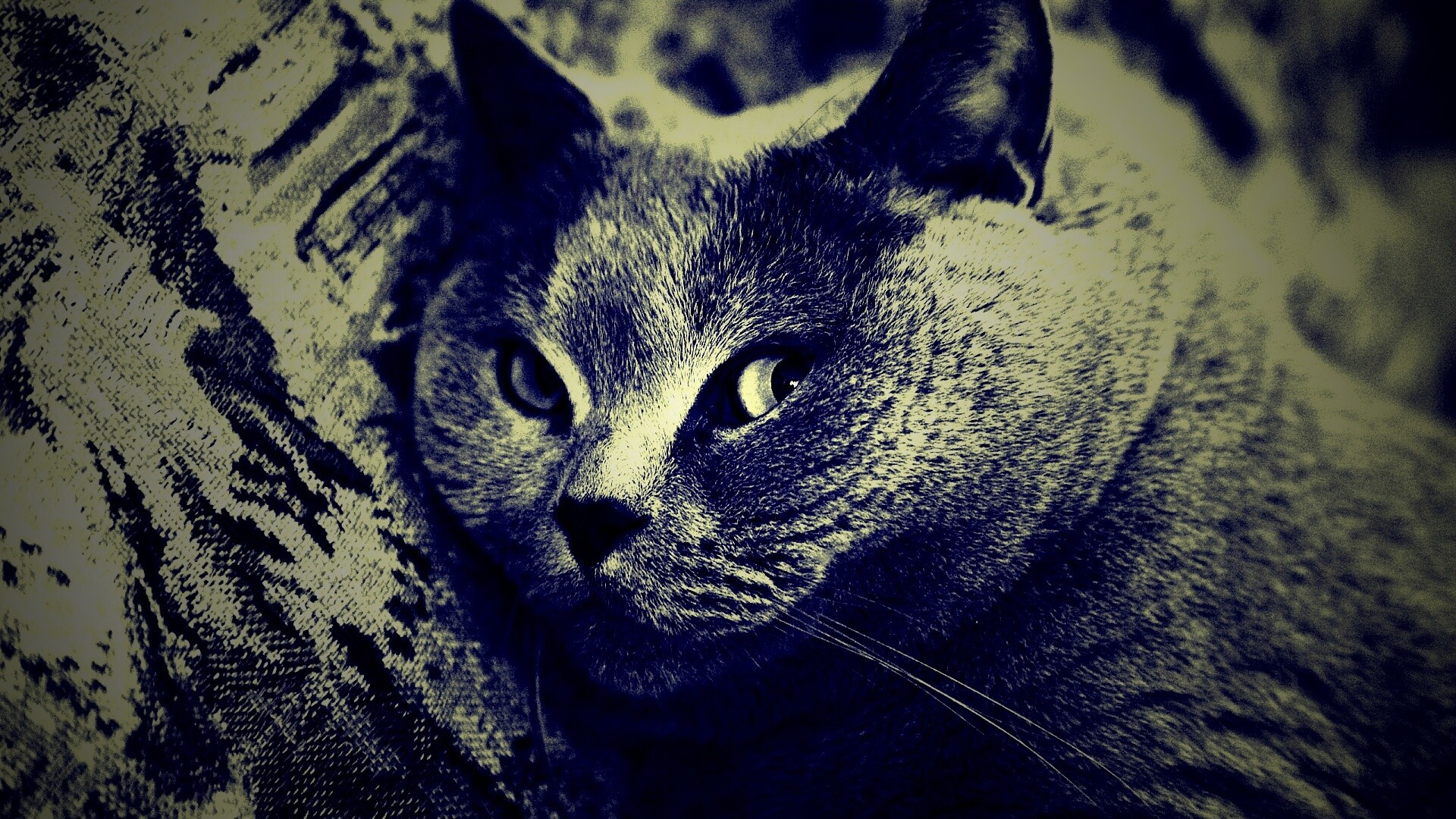 Щекастый британский котик обои