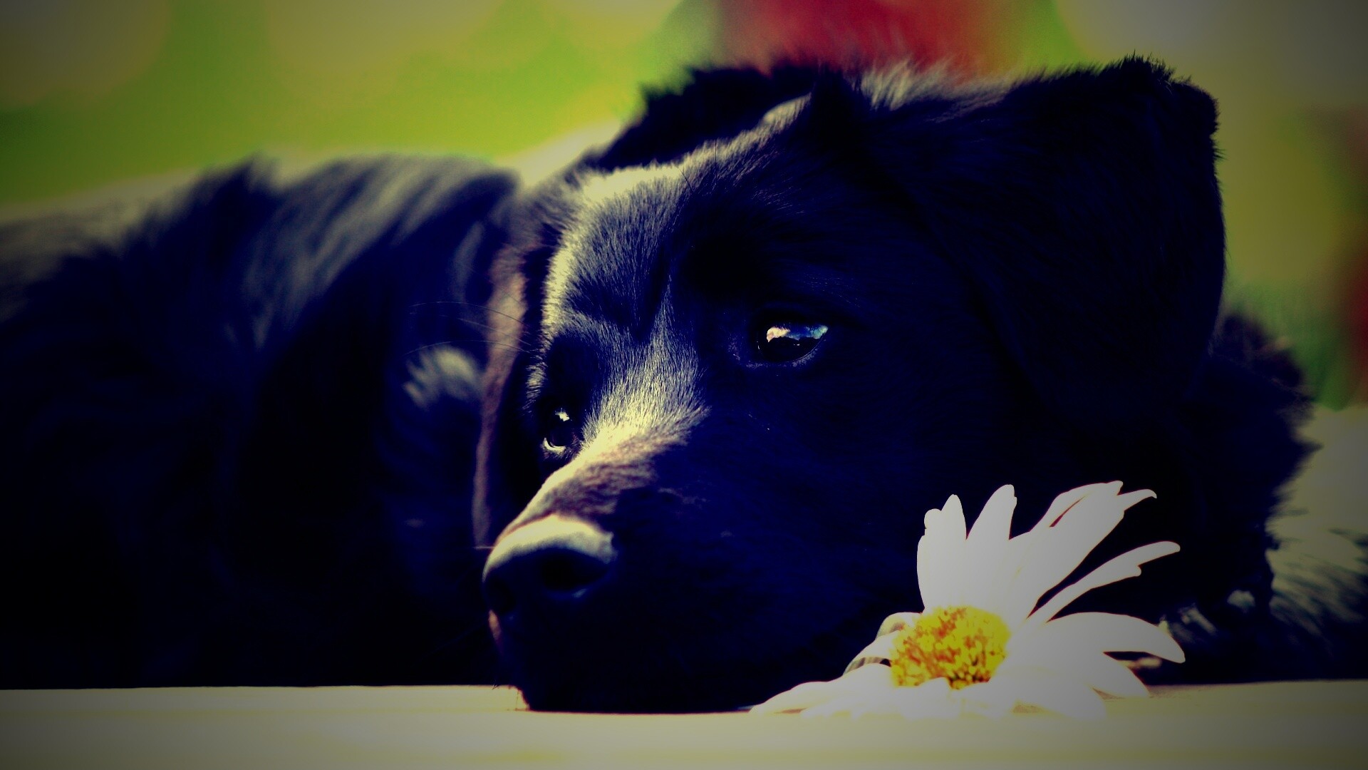 Собака с ромашкой обои