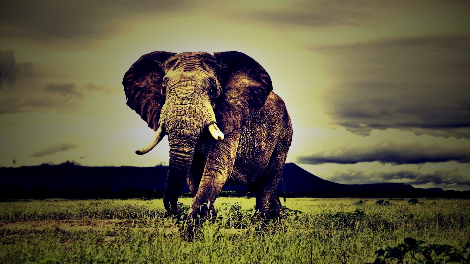 Слон на прогулке обои