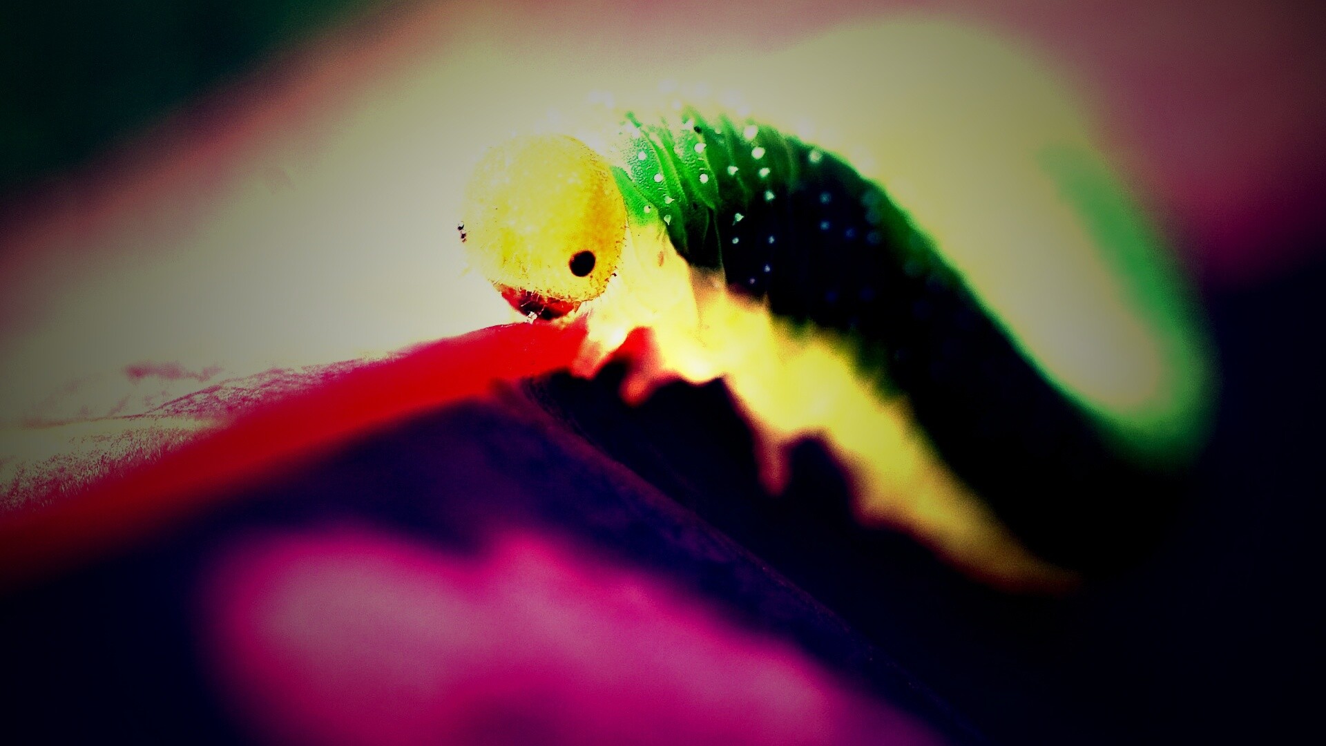 Гусеница бабочки на лепестке обои