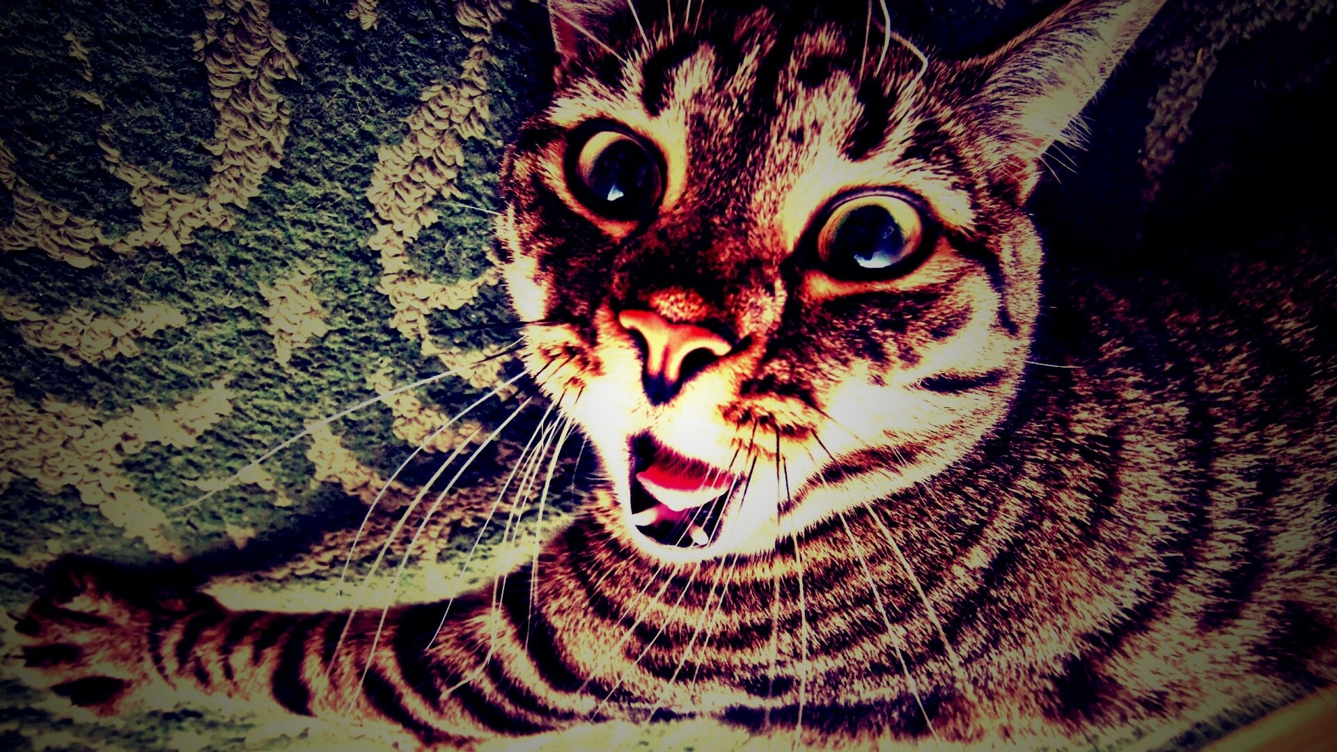 Спалившийся на ковре кошак обои