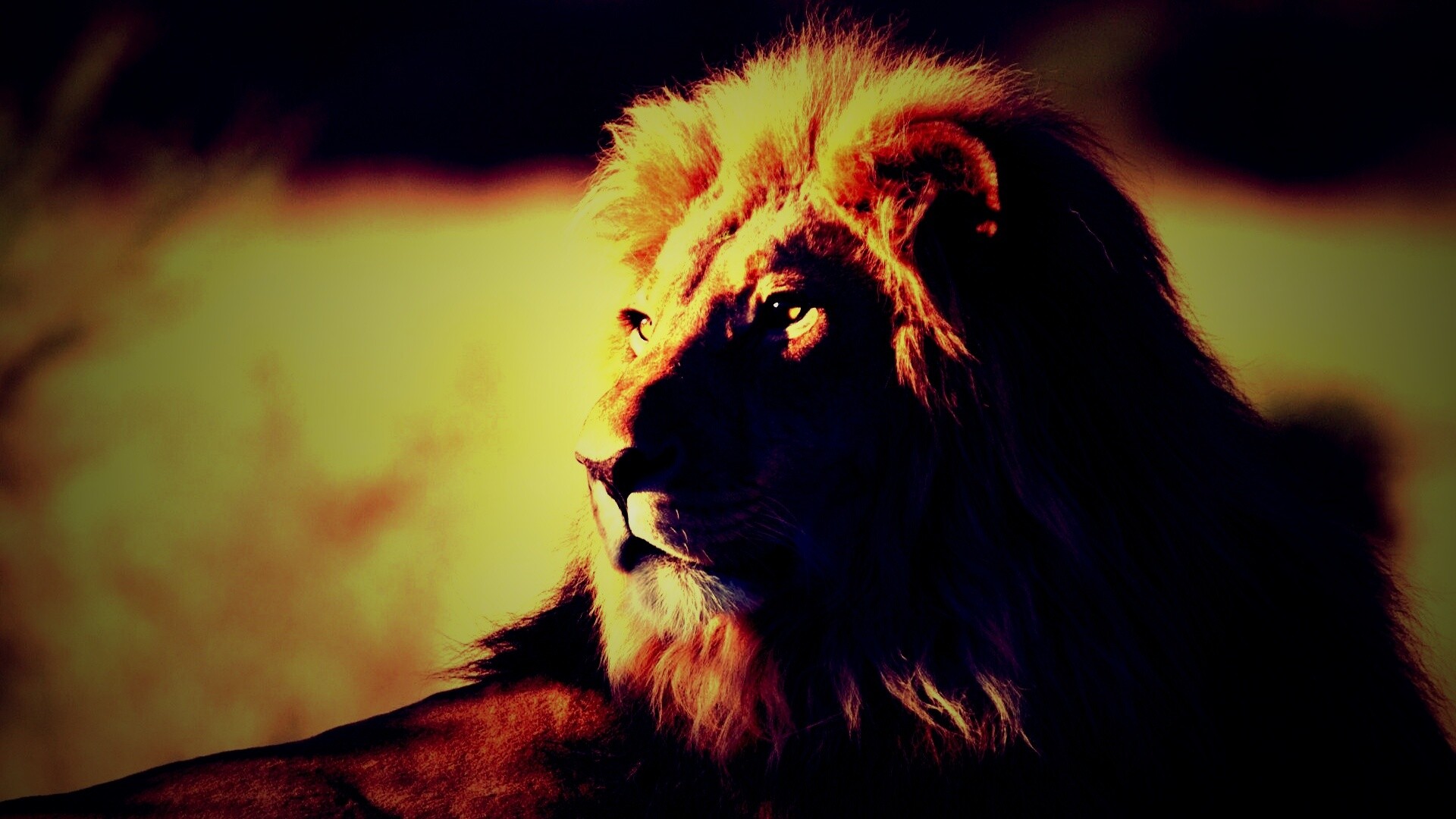 Царь зверей обои