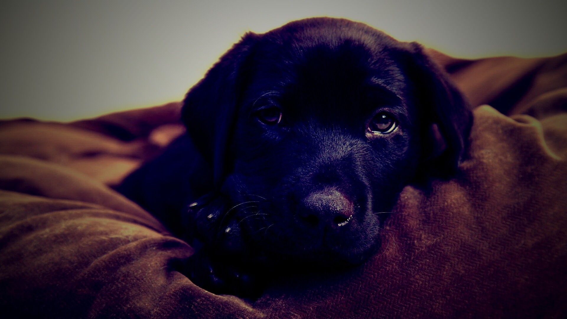 Сонный щенок немецкого поинтера обои