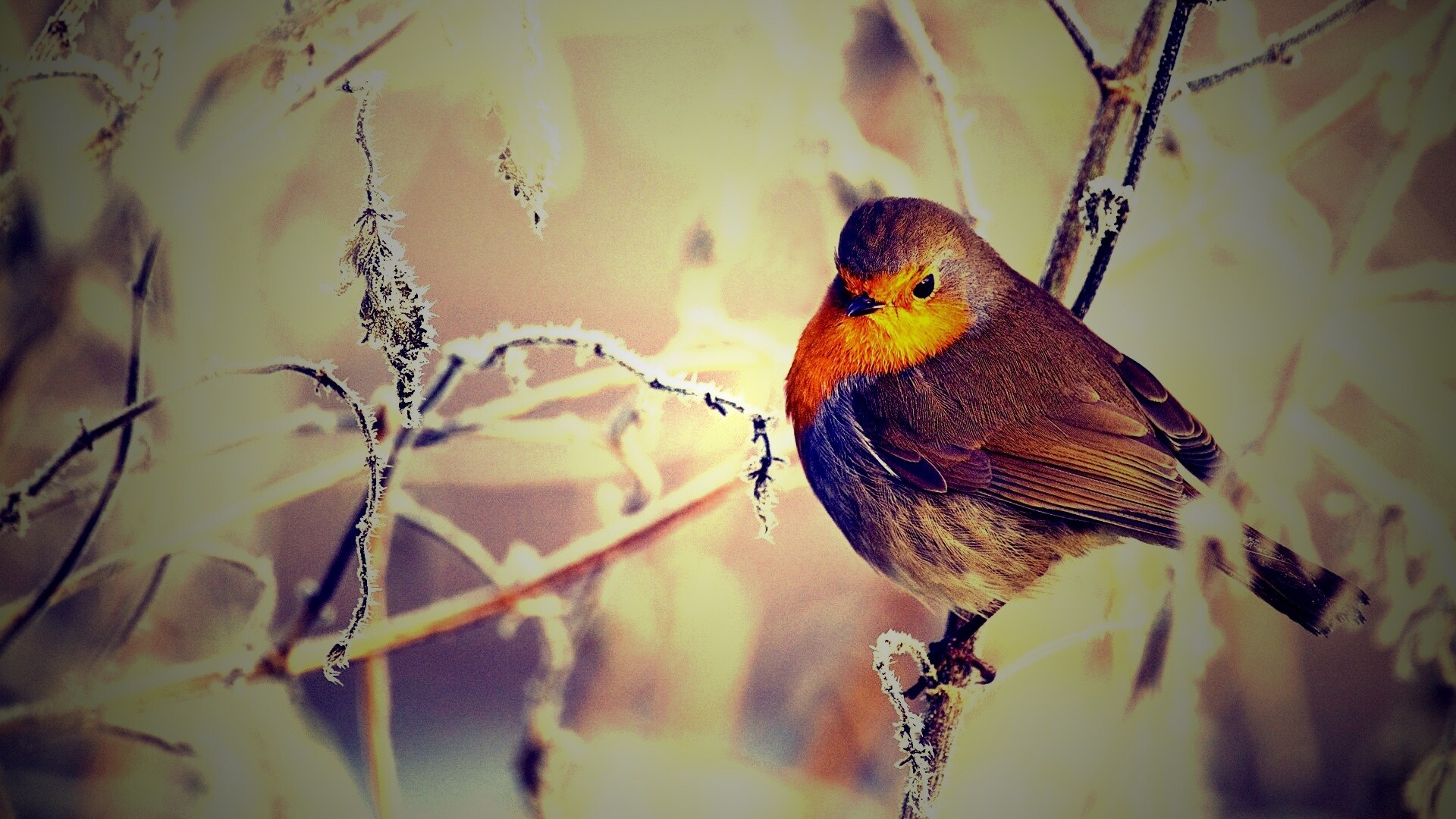 Птичка на ветке обои