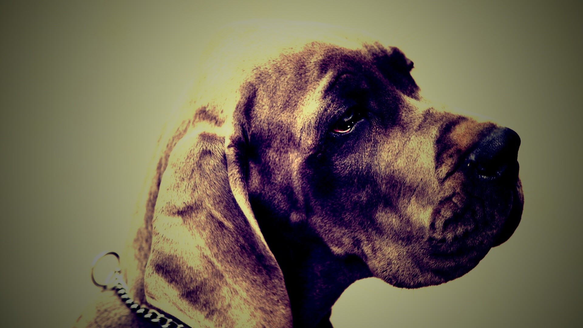 Грустная собака обои