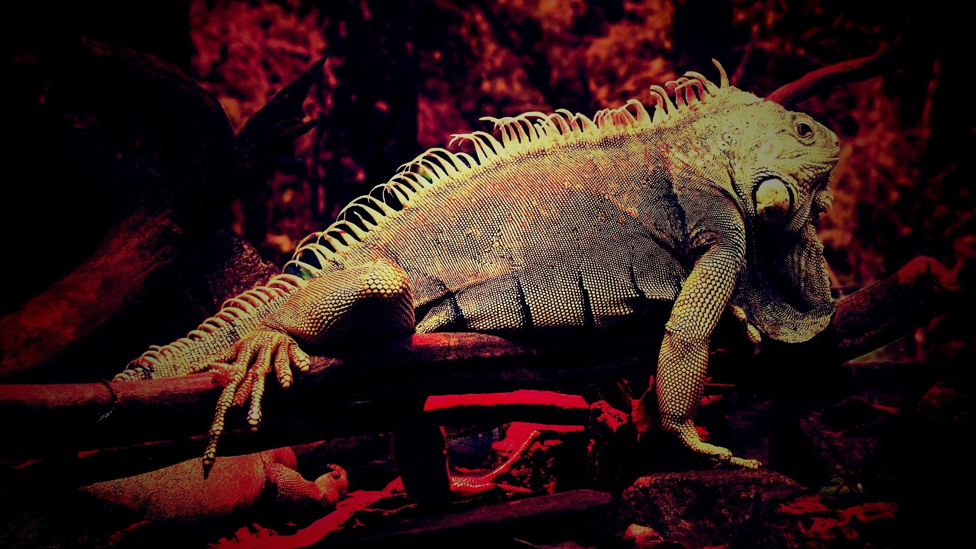 Большая игуана обои