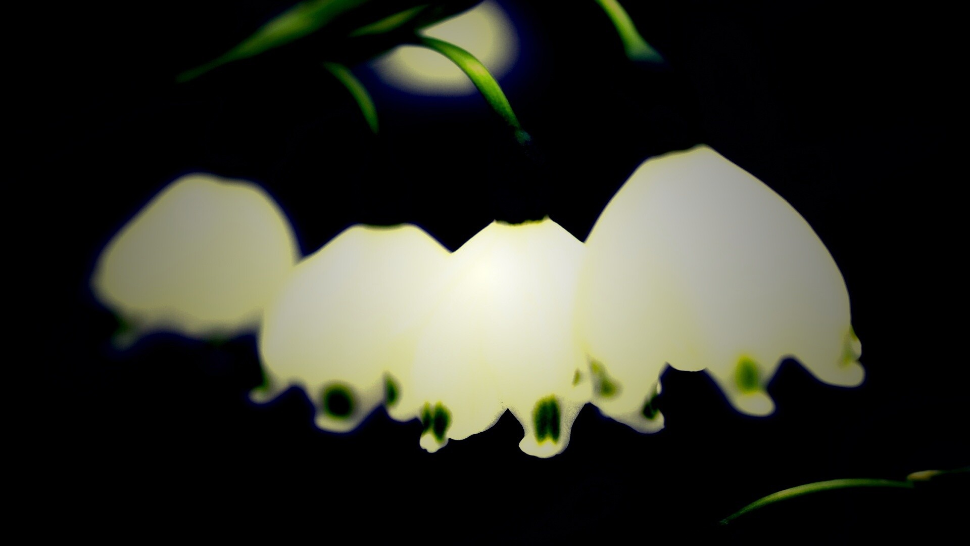 Белые ландыши обои