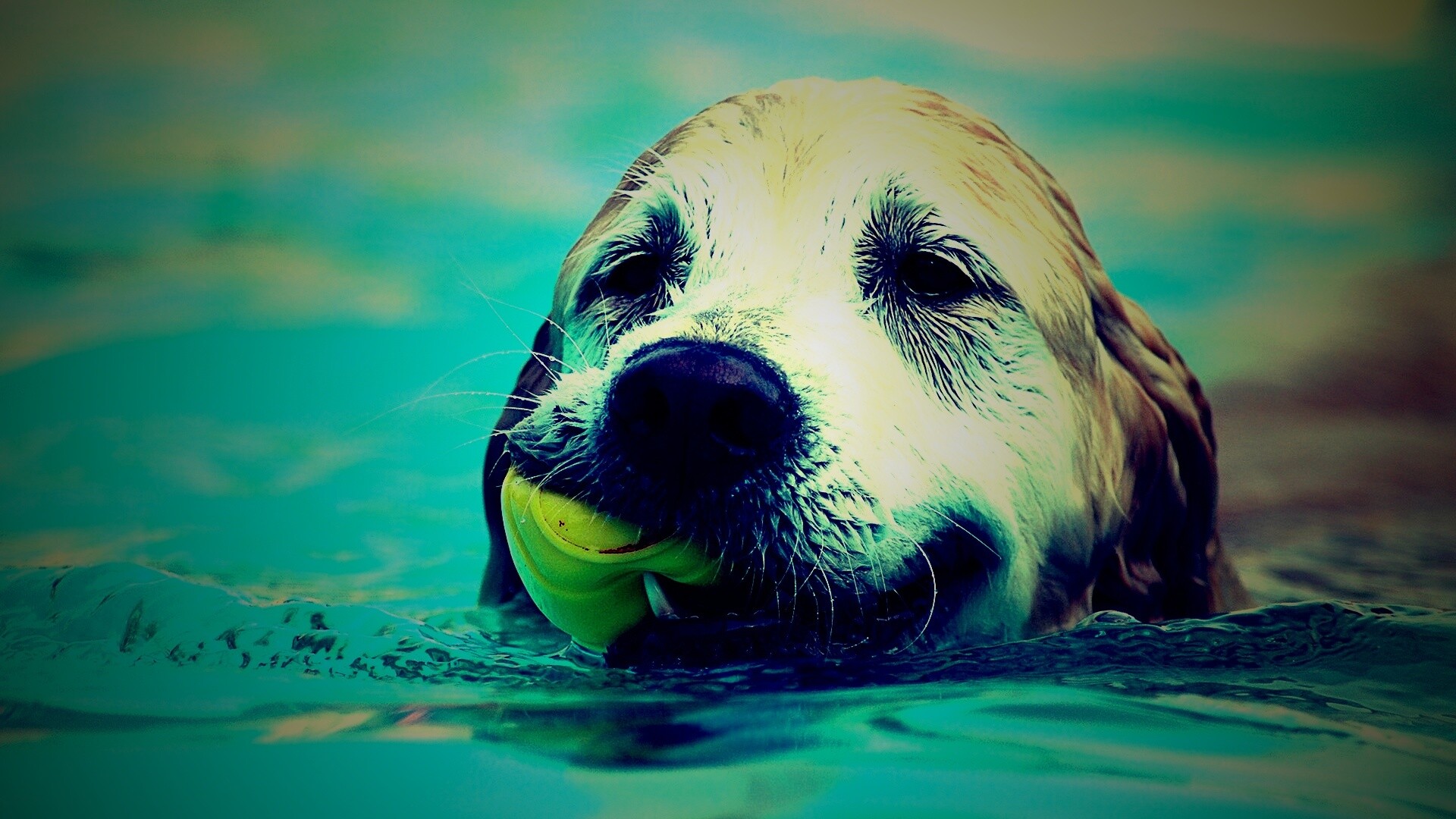 Пёс с игрушкой в зубах обои