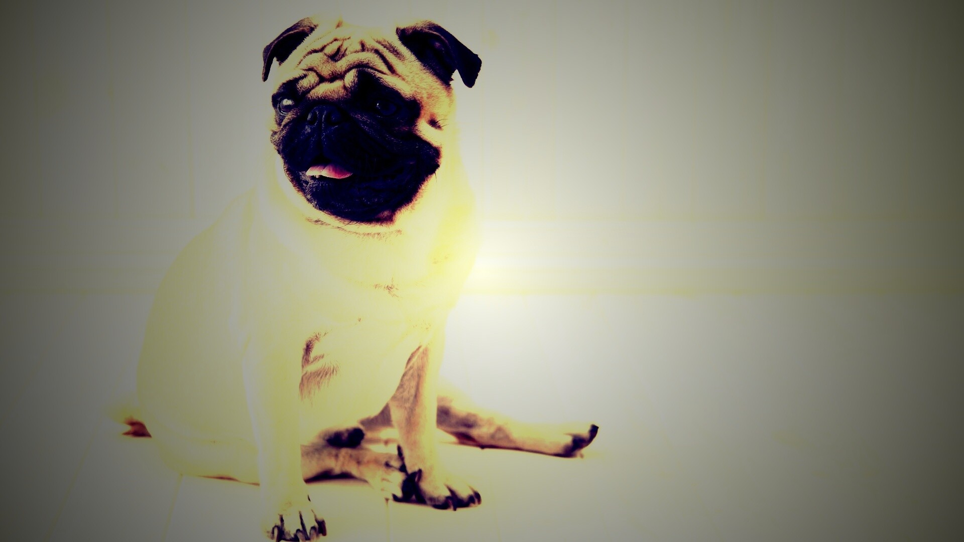 Симпатичный мопс на полу обои