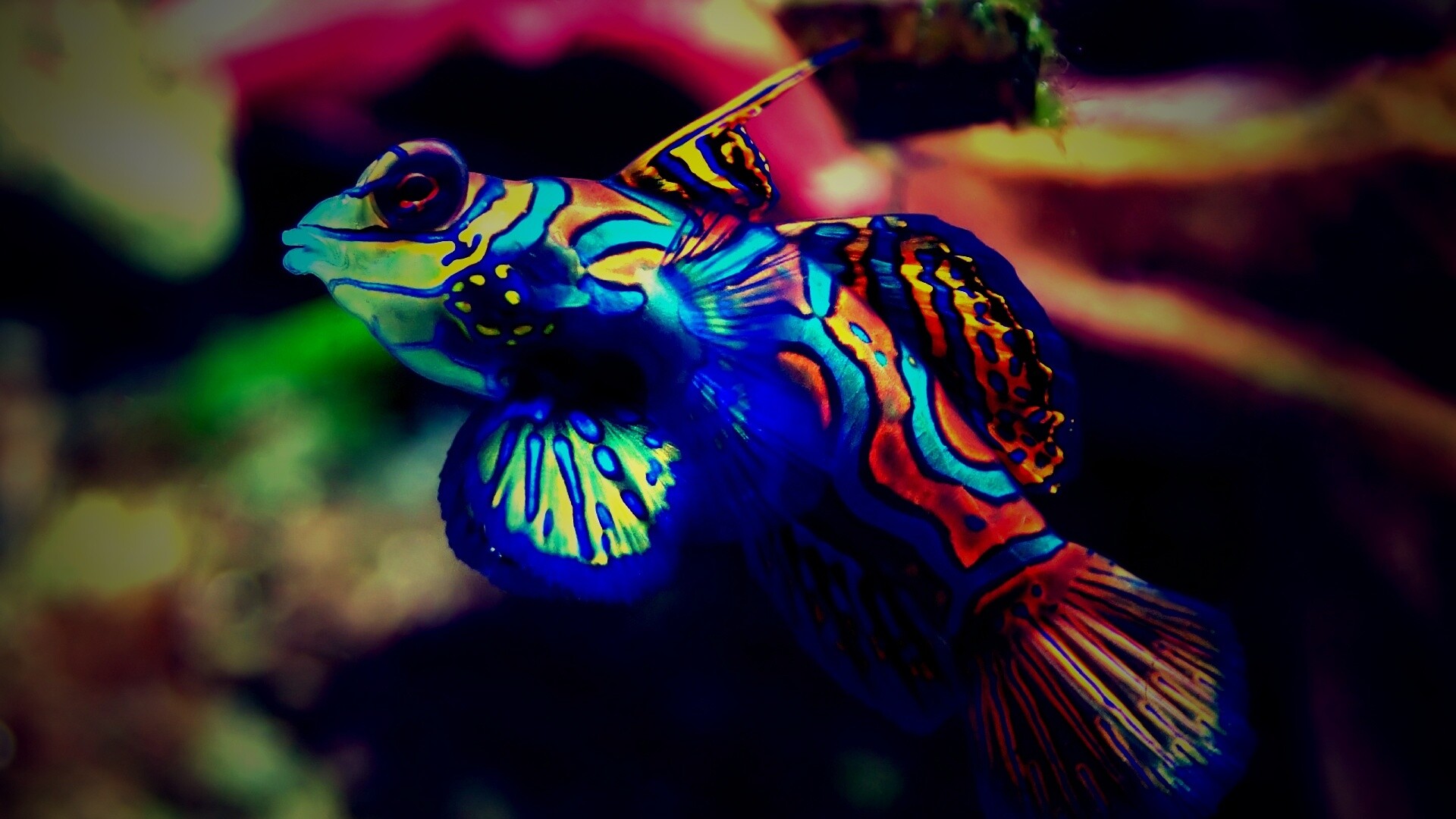 Разноцветная рыбка обои