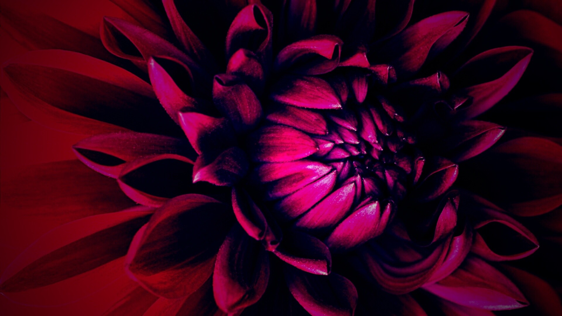 Цветок обои