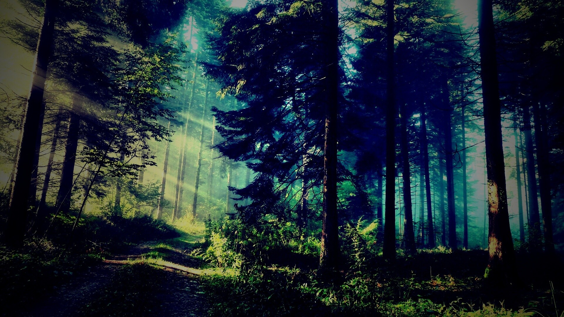 Тропа в лесу обои