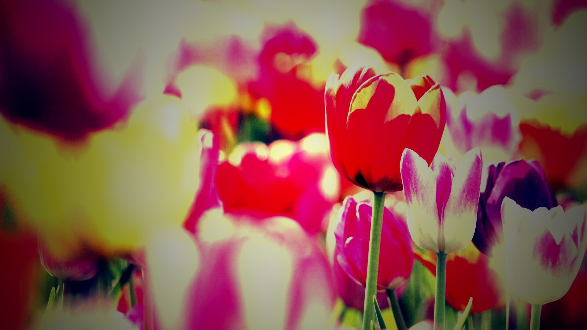 Красивые тюльпаны обои