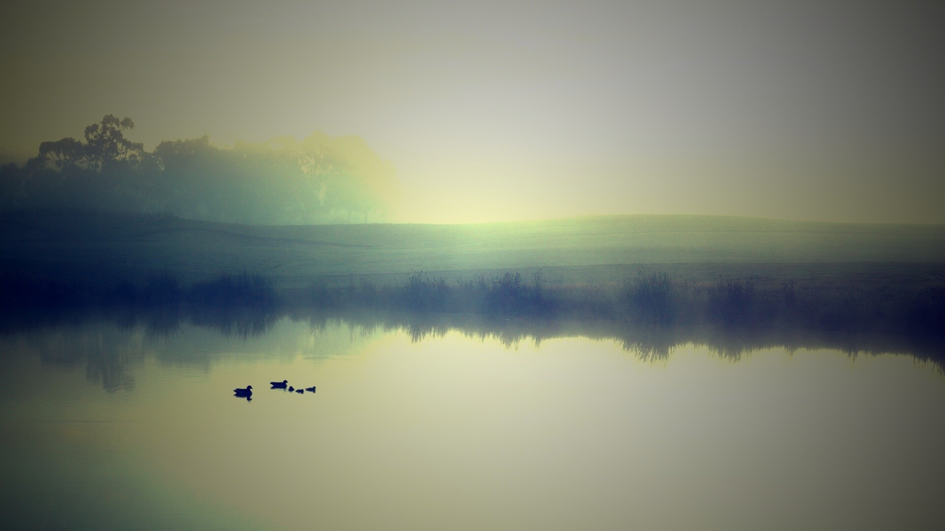 Ducks on a Misty Pond обои