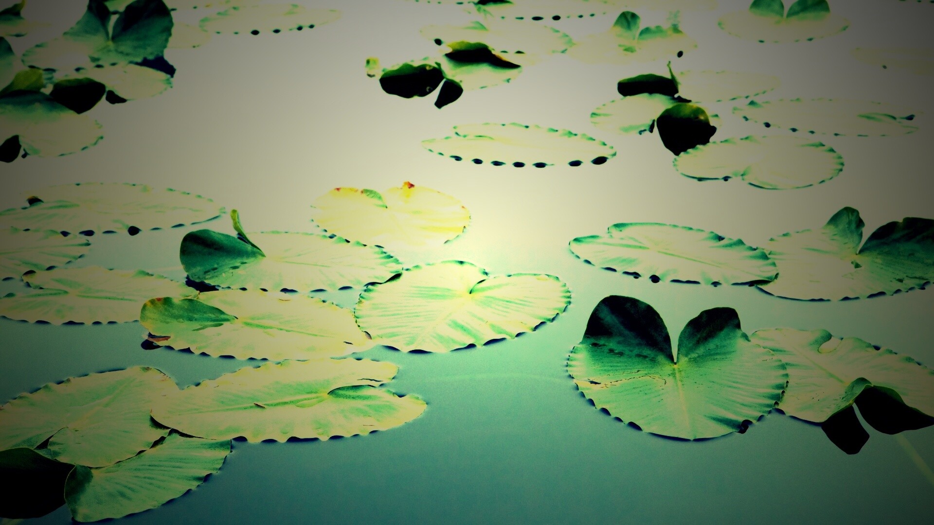 Плавающие листья обои