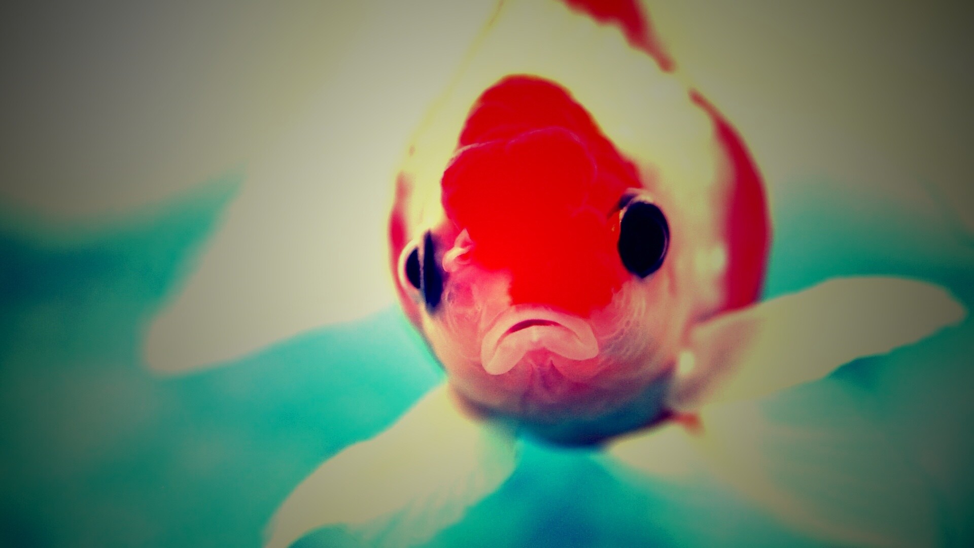 Аквариумная рыбка обои