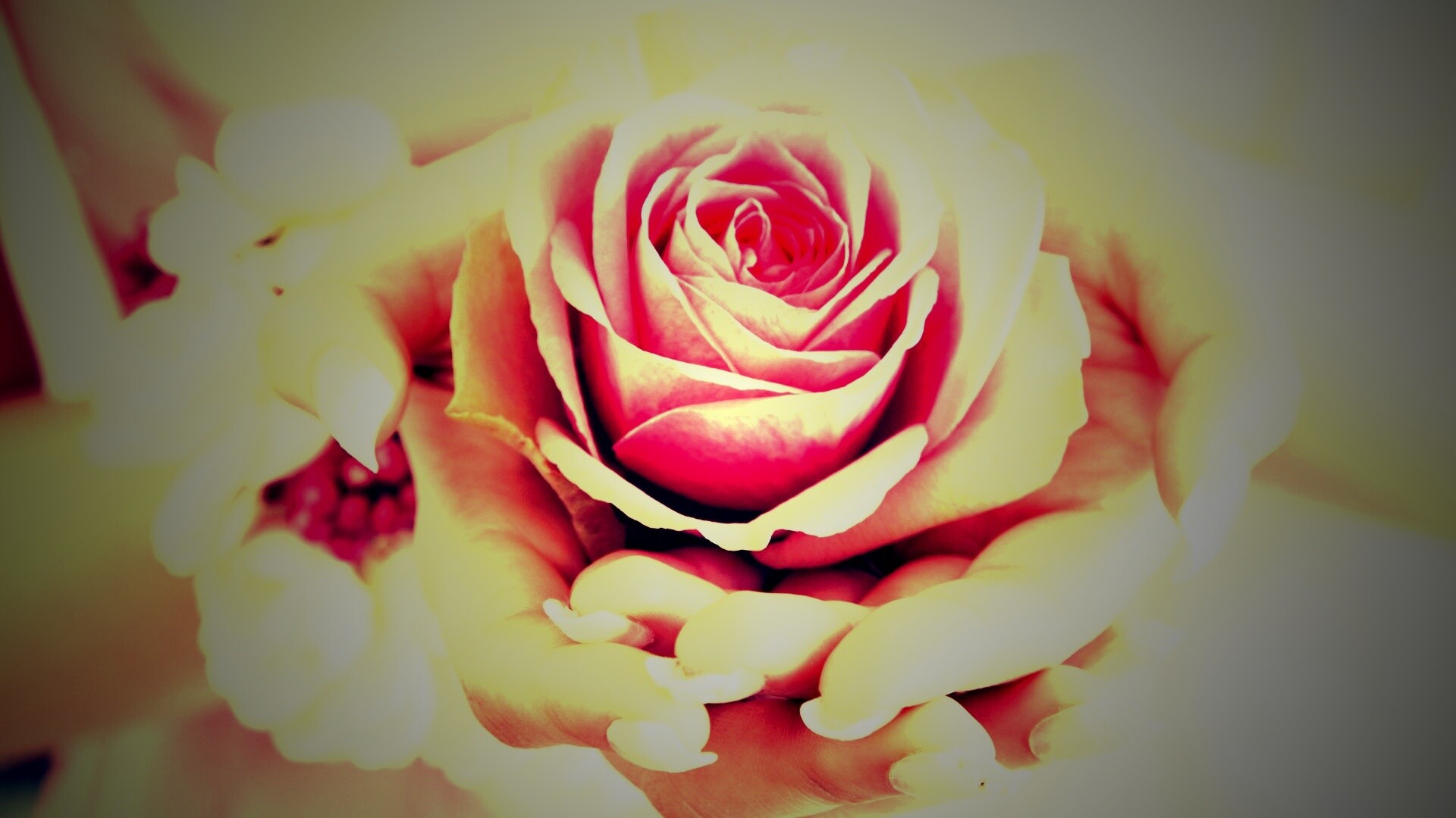 Роза в женских руках обои