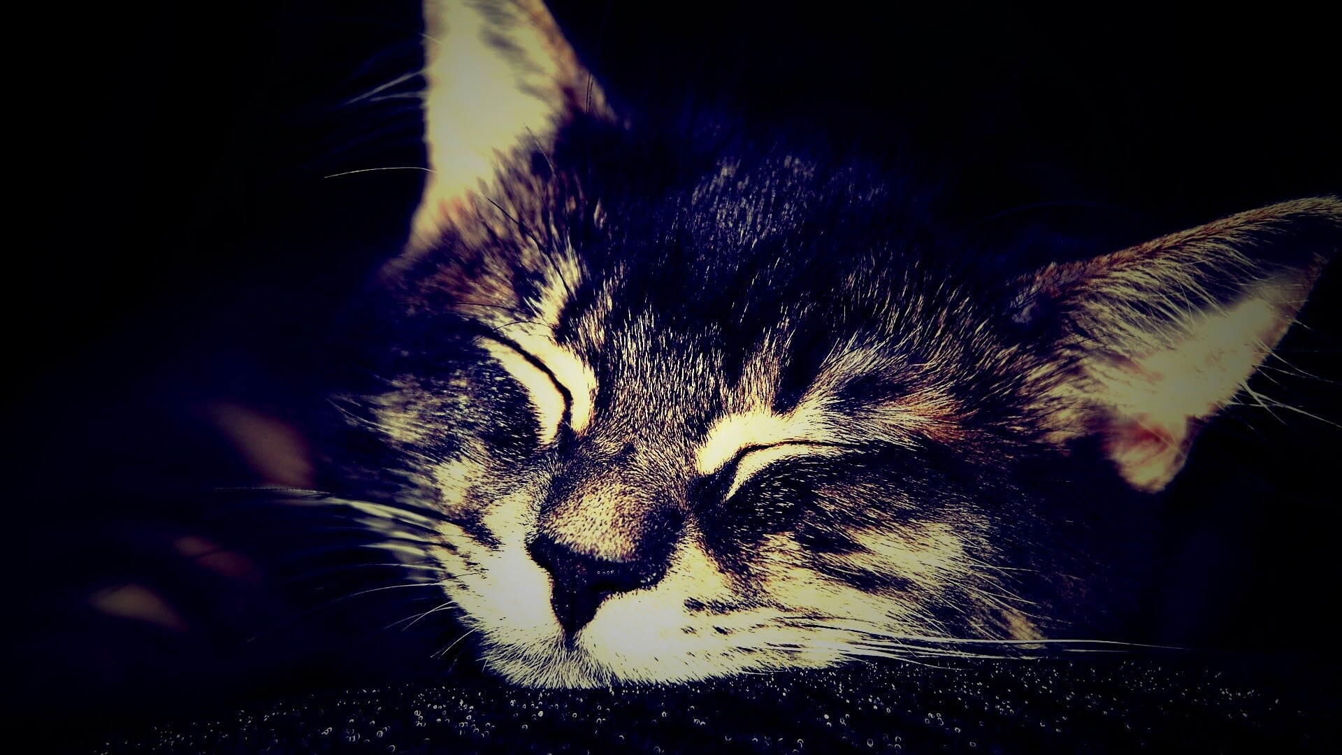 Спяший кот обои