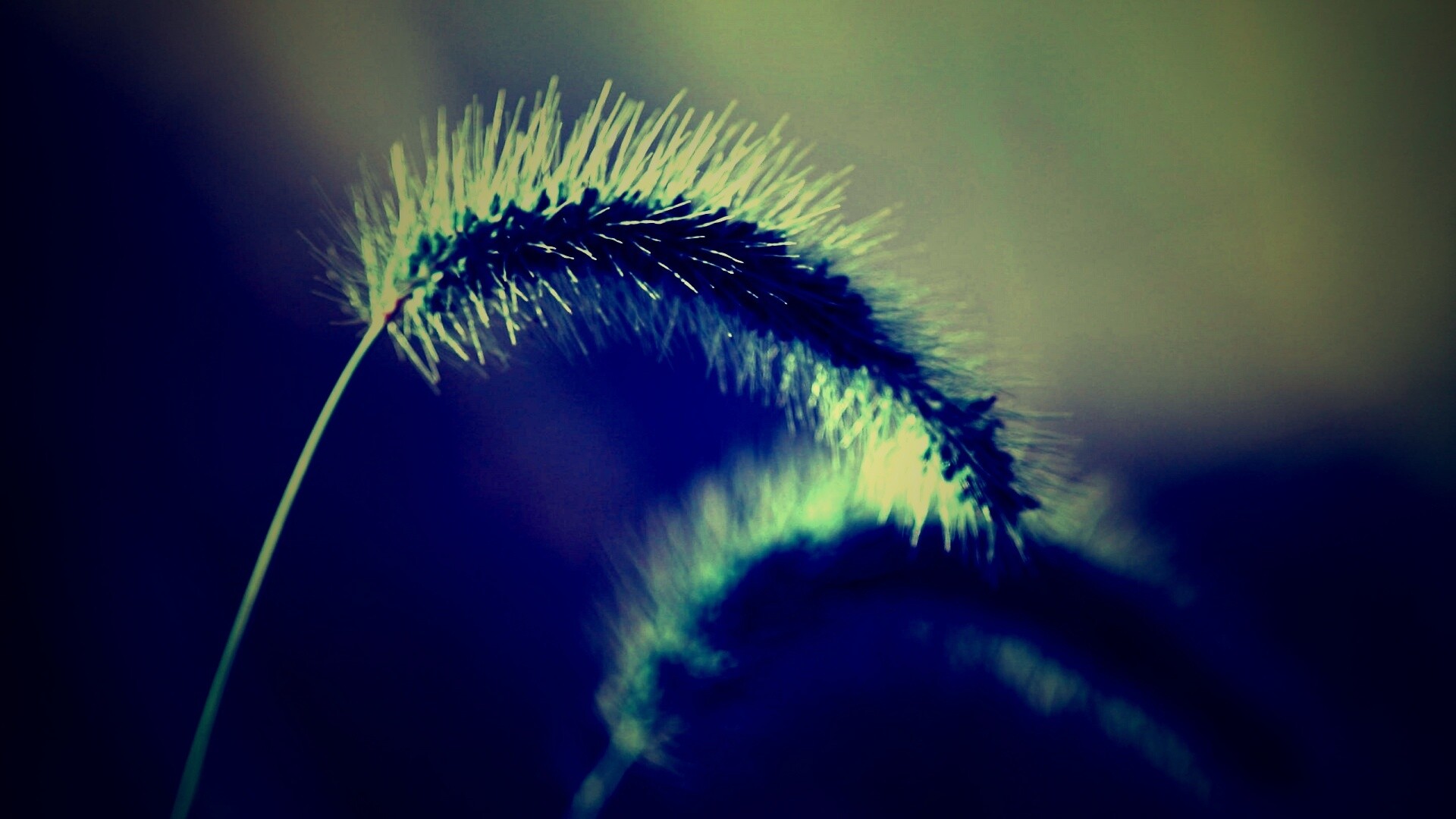 Травинка обои