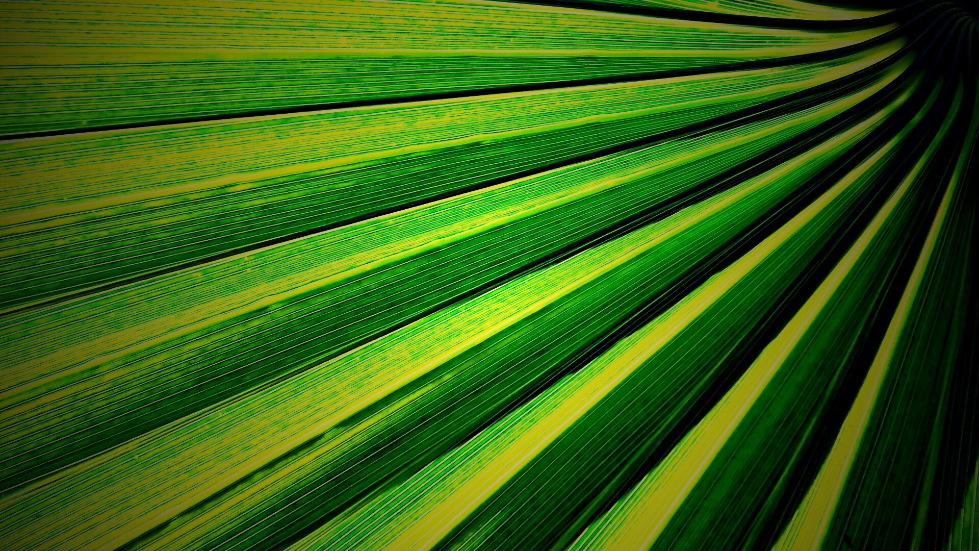 Зеленый пальмовый лист обои