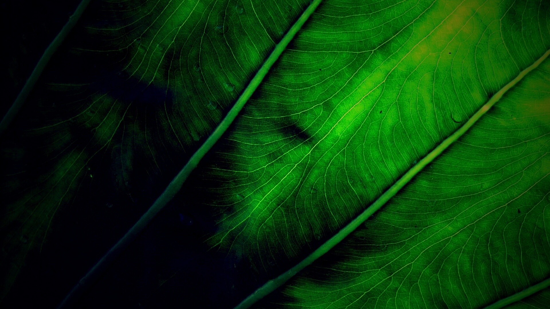 Прожилки на листе обои