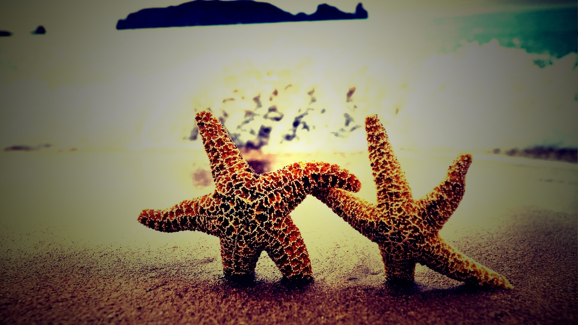 Две морские звезды обои