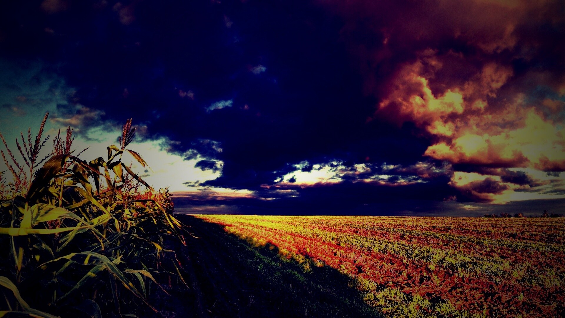 Кукурузное поле обои