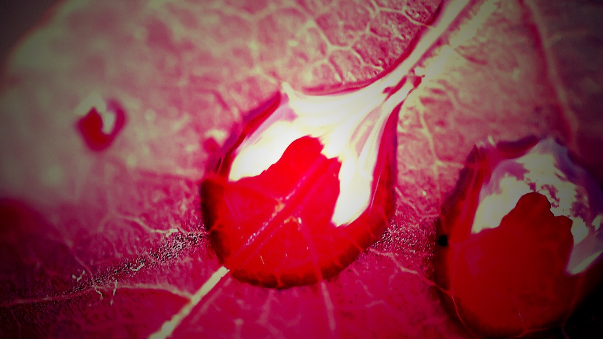 Две капли на красном листке обои