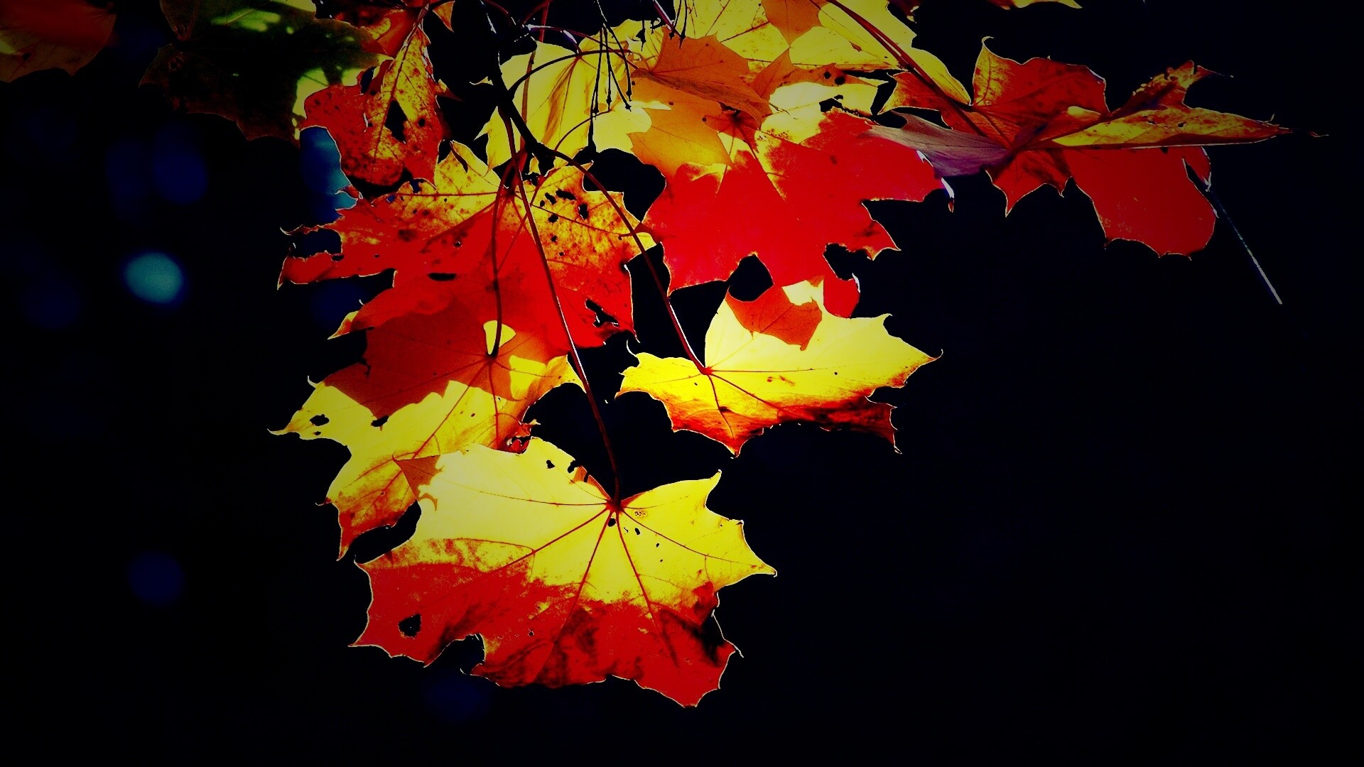 Колоритные осенние листья обои