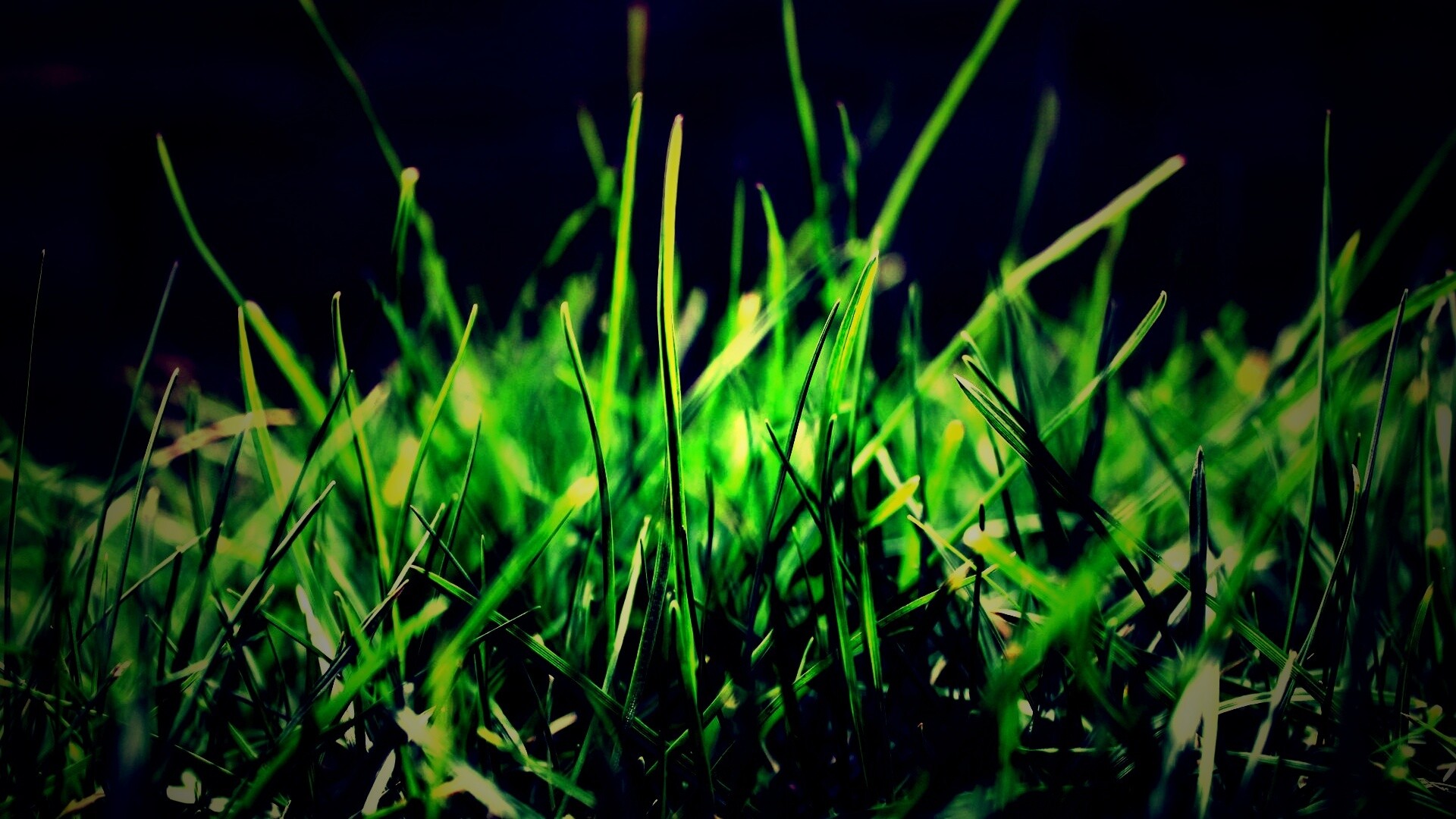 Изумрудная травка обои