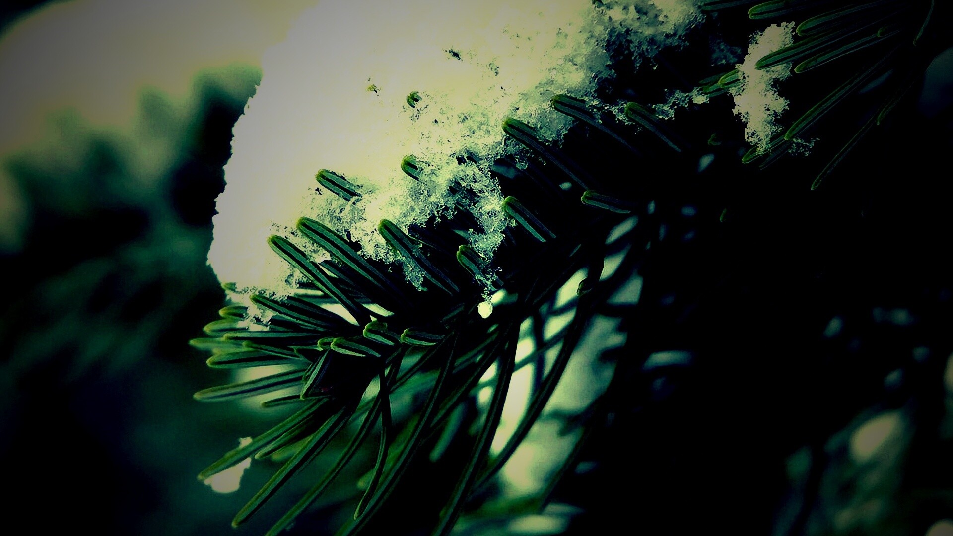 Хвойная ветка вся в снегу обои