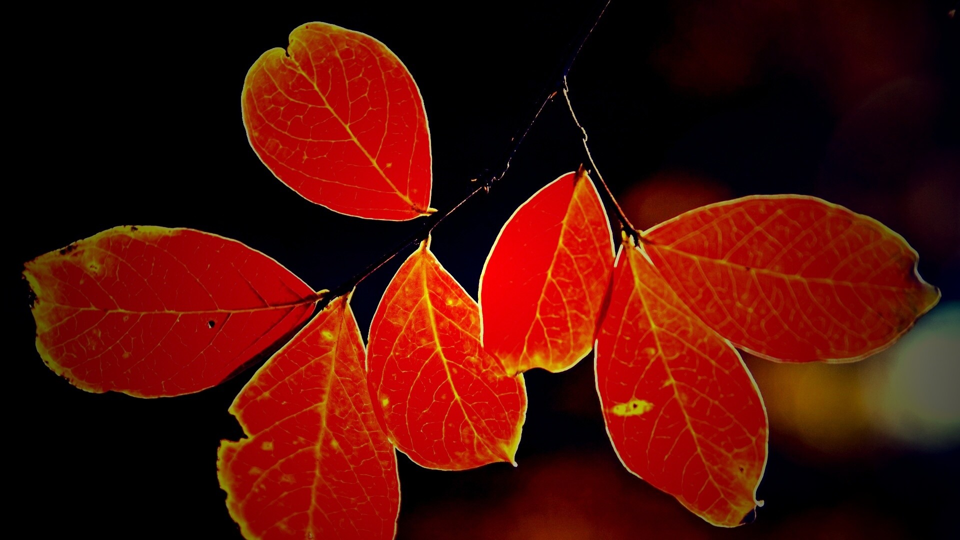 Ветка с оранжевыми листьями обои