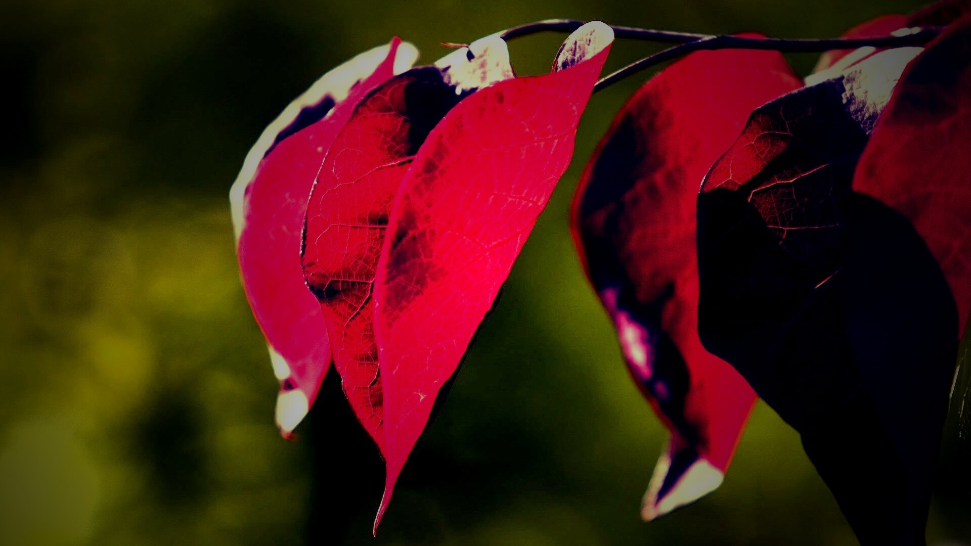 Ветка красных листьев обои