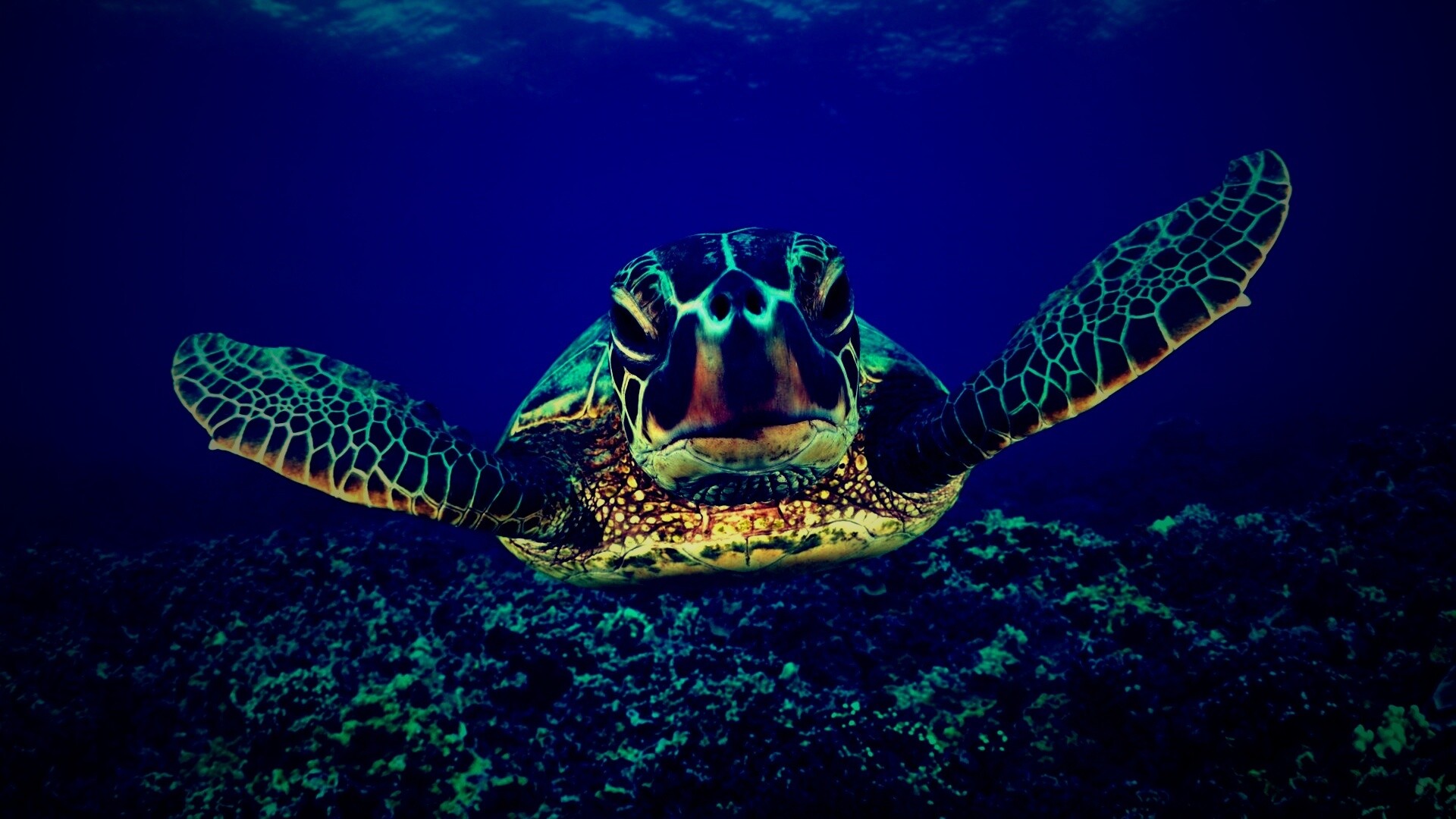 Морская черепаха обои