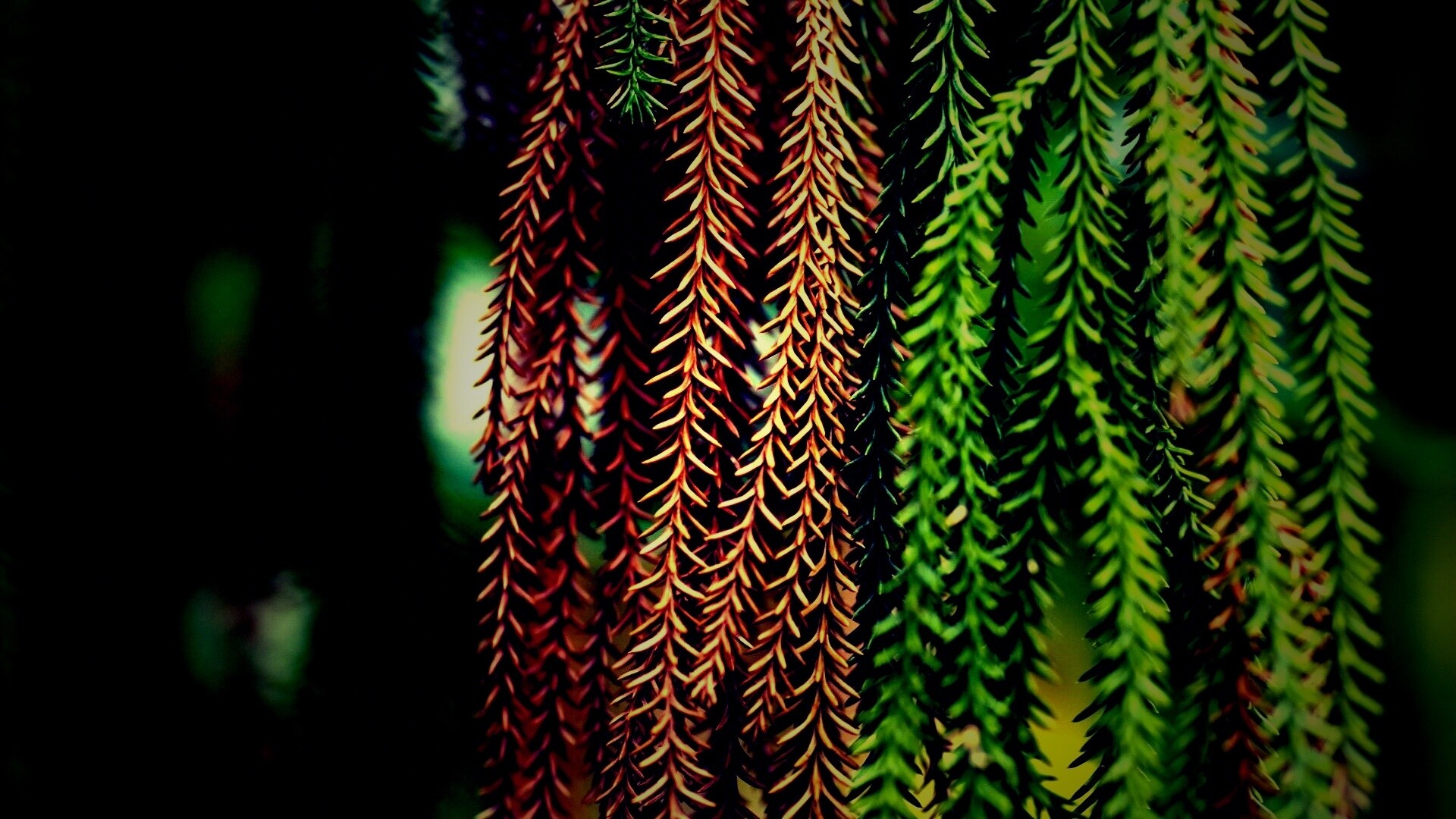 Зеленые колючки обои