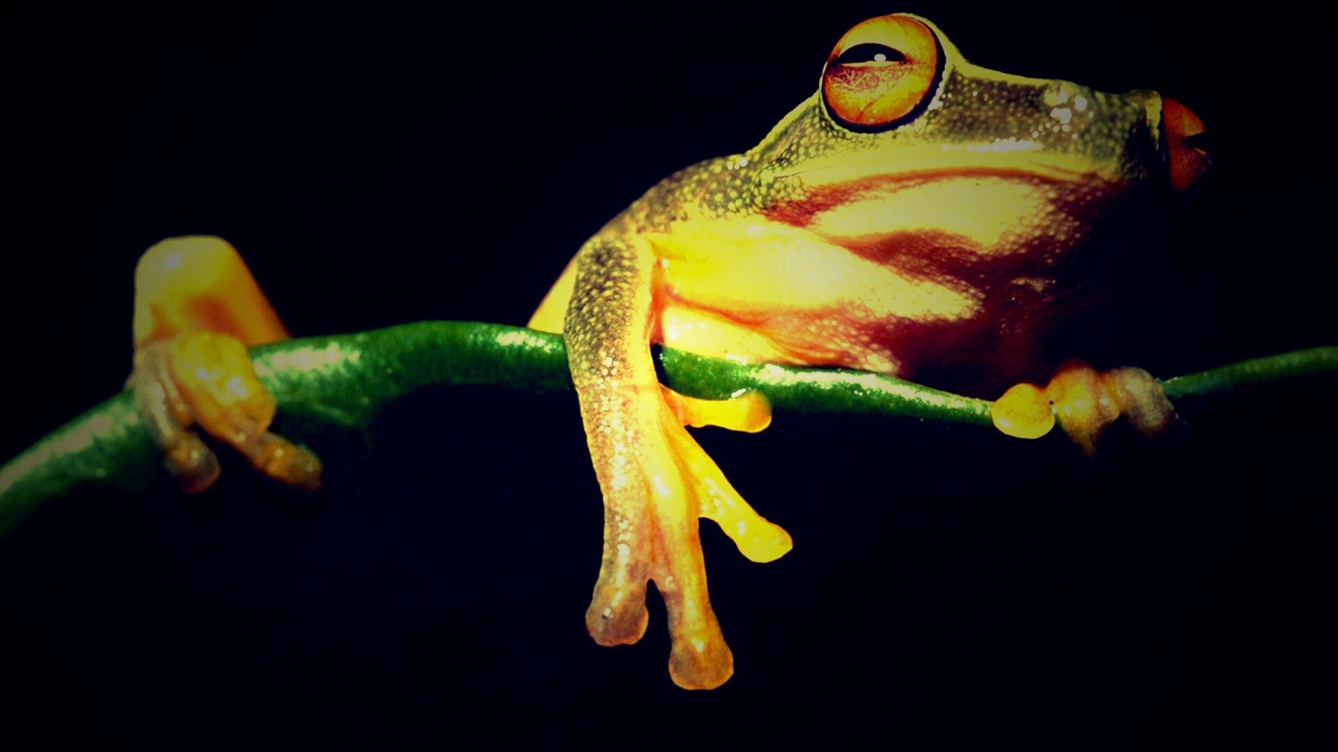 Лягушка на отдыхе обои