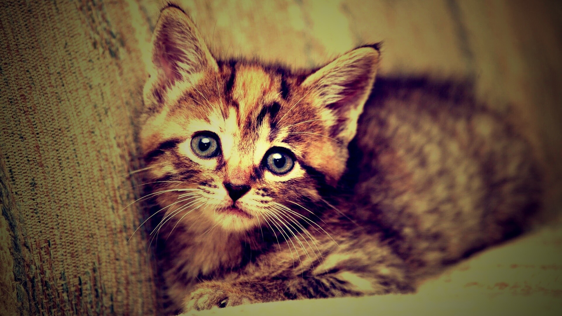 Милый маленький котенок обои