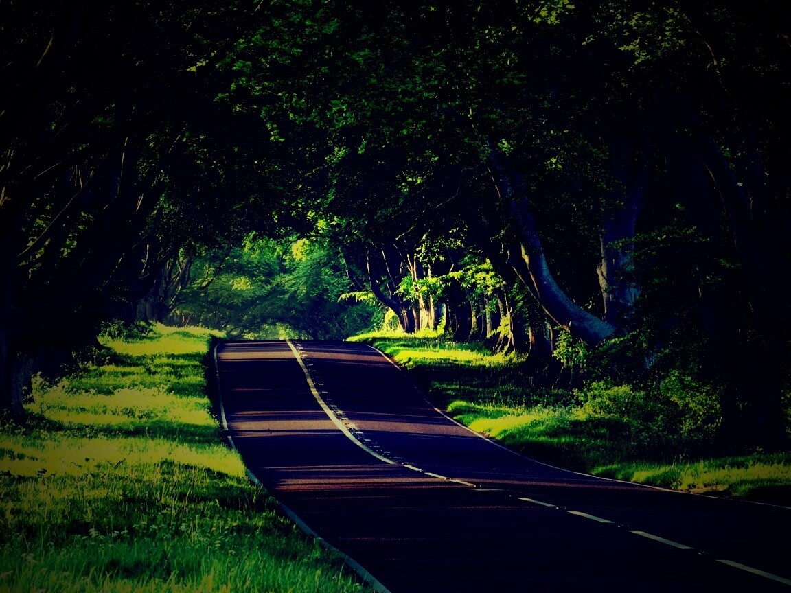 Трасса в тени деревьев обои