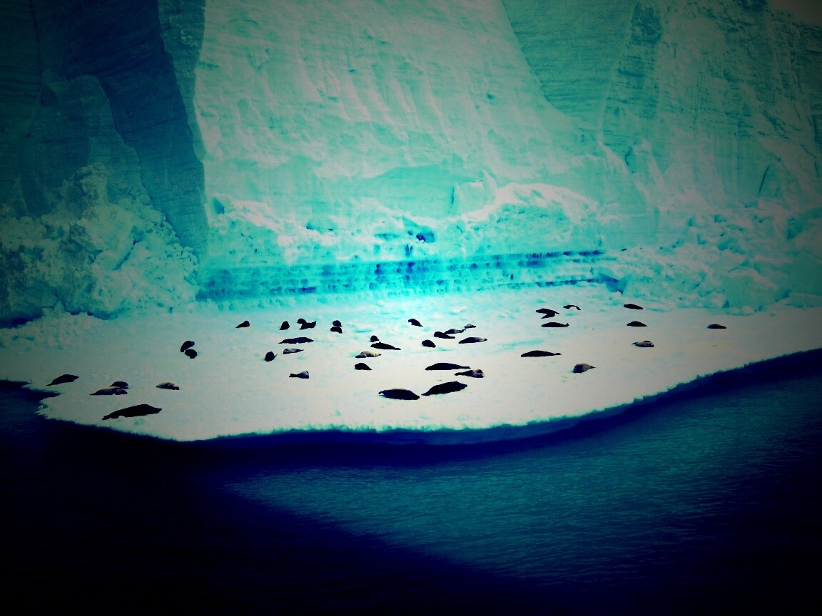 Спящие тюлени обои