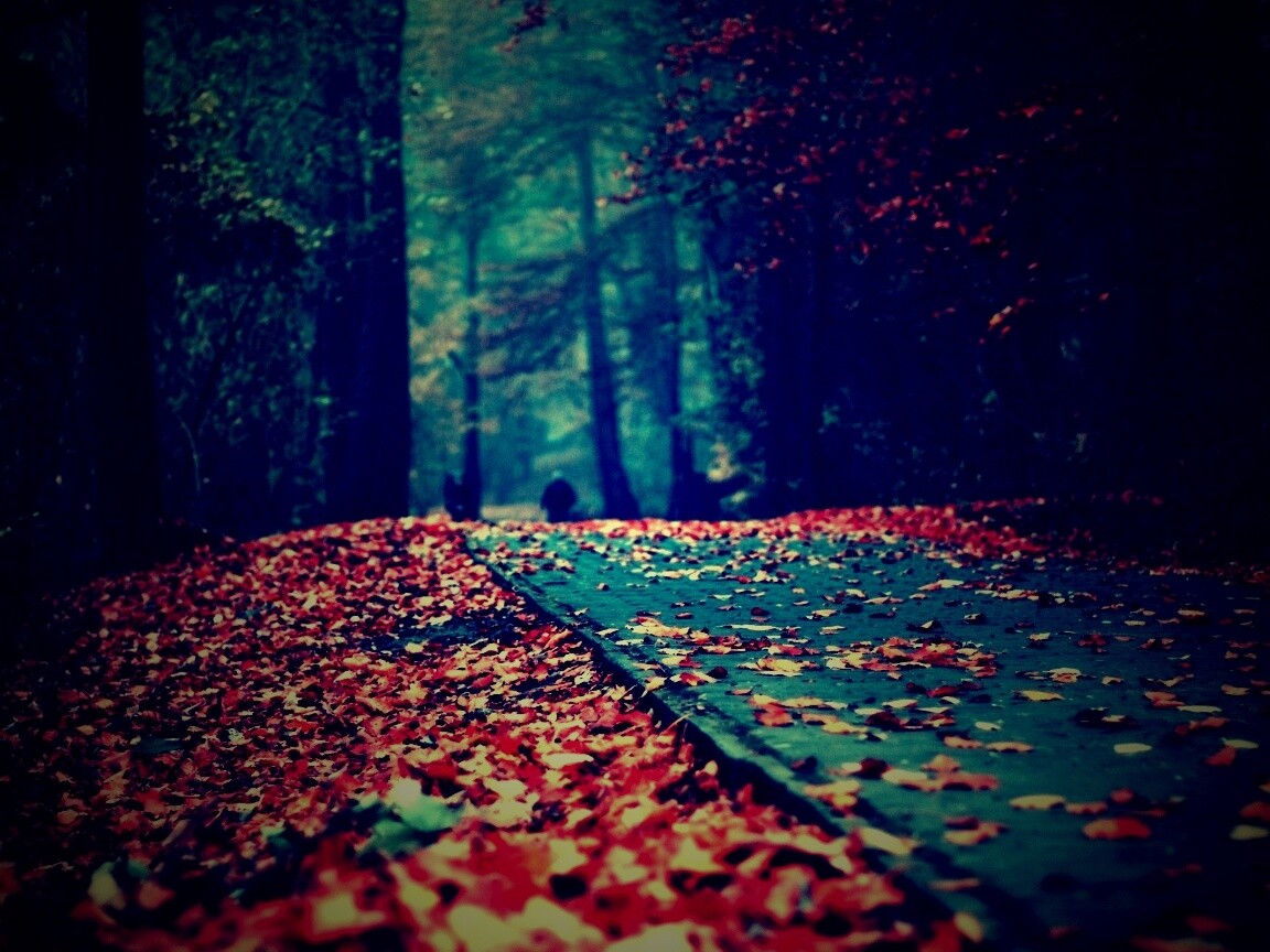 Осенняя дорога обои